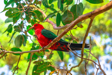 Side view of Australian King-Parrot, Alisterus scapularis, on a tree branch in a wilderness, a popular tourist destination of Pebbly Beach in Murramarang National Park, New South Wales, Australia.