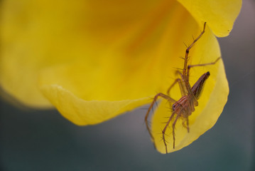 A jumping spider on a yellow petal