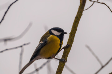 Fototapeta premium sikora bogatka