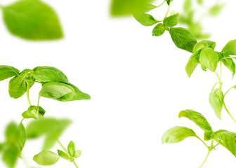 Vividly flying in the air green basil leaves isolated on white background