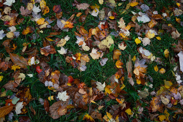 autumn leaves background