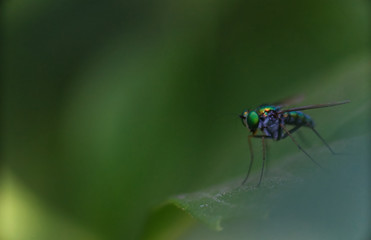 Shining green fly on a green leaf surface with blur background