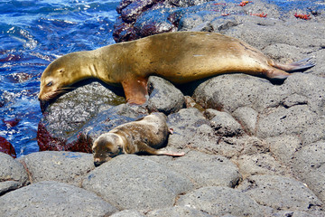 sea lions resting in galapagos