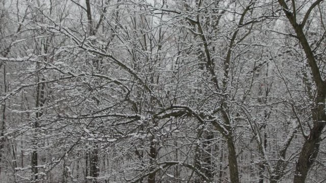 Snow on trees during winter.