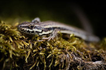 Lizard in grass