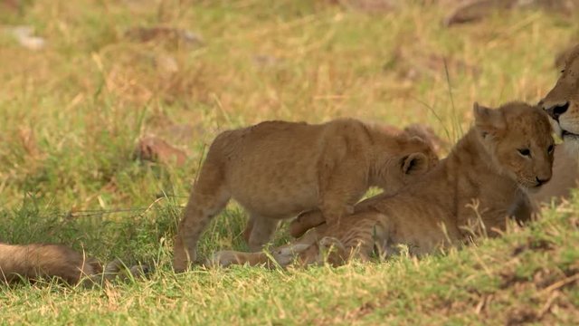Adorable African lion cubs on their mother lioness nursing - close up