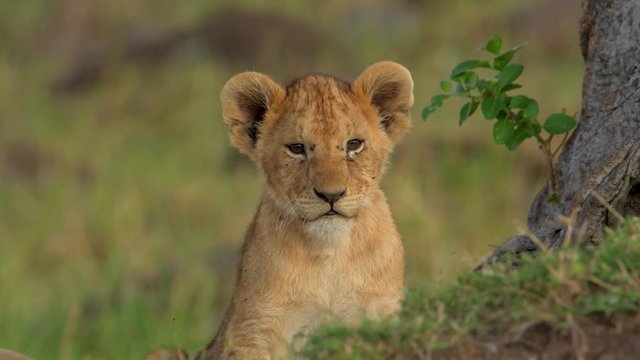 An adorable African lion cub flicking it's ears because of annoying flies - close up