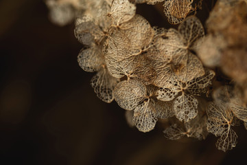 dry plant close-up macro image, background, fine details