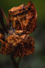 wilted roses, dried flowers, close-up background image