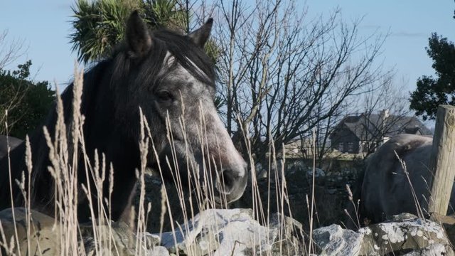 Grey and white horse looking over a stone wall. A second white horse joins the first horse. Two horses behind stone wall in Ireland near Doolin. Handheld camera shot.