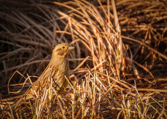Trznadel zwyczajny żółtobrzuch