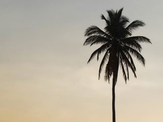 Silhouettes of palm tree against the sky during a tropical sunset. Copy space.