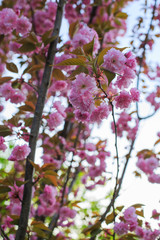 flowering winter cherry on a blurry background of cherry tree, for advertising on February 14