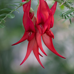 Beautiful flower of the woody shrub endemic to New Zealand