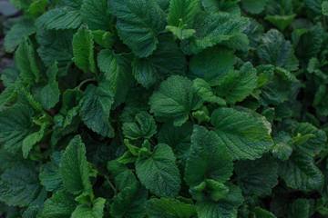 macro photo of green leaves with villi on a dark background for advertising on instagram