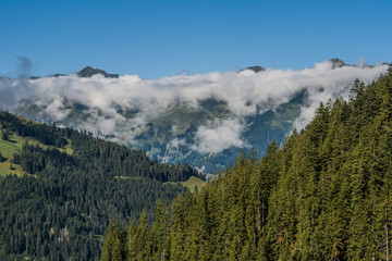 Beautiful swiss alps mountains. Forest 