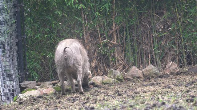 A single African warthog finds a spot and starts pooping pellets into the dirt. 4K stock footage. Low camera angle.