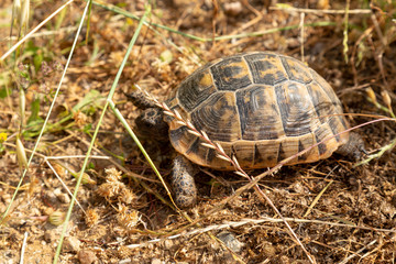 Turtle hiding in grassland surface. Mimic the rock laying on the ground.