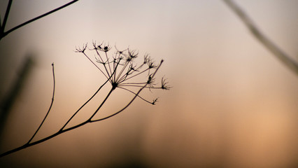 Pequeña planta al atardecer