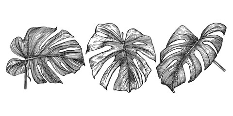 Set of monstera leaves. Hand drawn botanical elements collection for design. Isolated on white background outlines drawn with pen and ink. Tropical plant. © Ekonst