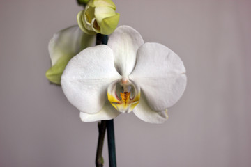 orchid on a background for landscape and desktop