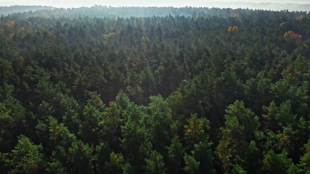 Aerial view of gren autumn forest in Poland