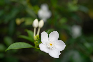 Arabian Jasmine white flower in the garden