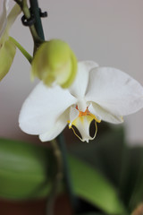 orchid on a background for landscape and desktop