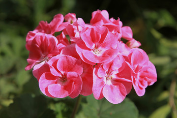 Géranium zonal rose	