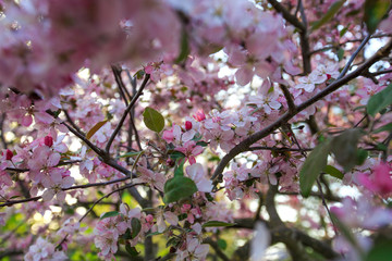 flowering winter cherry on a blurry background of cherry tree, for advertising on February 14