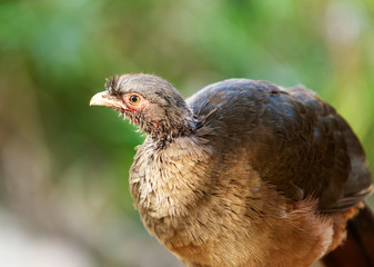 Tinamou tropical bird in the Amazon forests, close-up, portrait