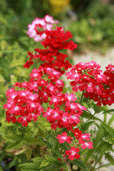 Verbena hybrida	