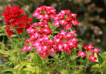 Fototapeta premium Verbena hybrida 