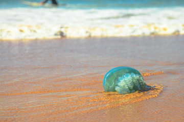 Blue jellyfish species Velella jellyfish, stranded on the sand in Gold Coast of Queensland on Australian beach.