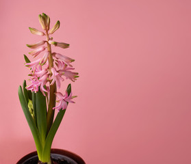 Fresh Pink Hyacinth Flower, Blooming First Spring Hyacinthus Flower