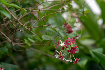 red Rangoon-creeper flowers in the garden