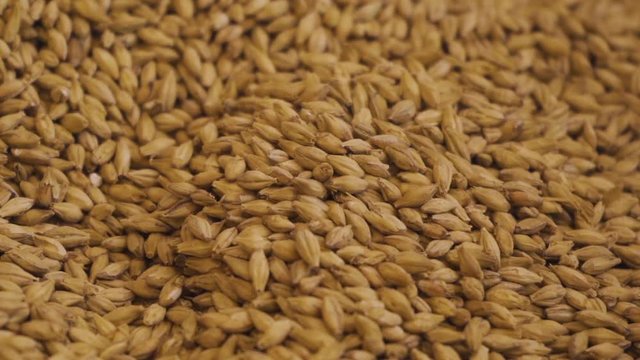 Slow motion tracking shot over a plate of malt used in beer making.