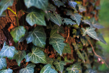 dark green ivy leaves on a dark background with shadows for advertising