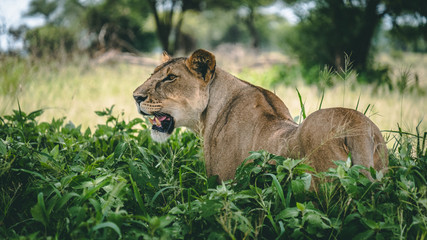 Fototapeta na wymiar Lioness in the bushes hunting in Tanzanite National park Tanzania