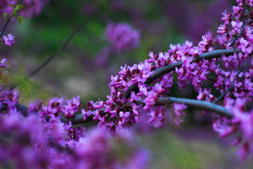 blooming of bright flowers on a blurred background, for advertising on February 14