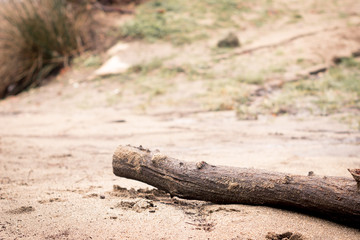 Tronco en la arena