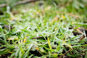 Rocío en la hierba, detalle