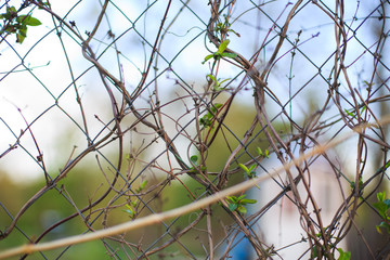 bird in cage