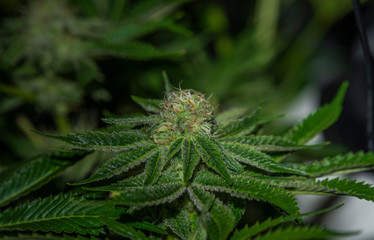 French cookies variety of marijuana in tent hydroponics indoor