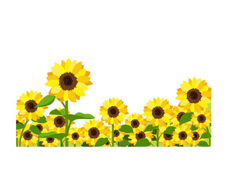 Fototapeta premium イラスト素材 ひまわり ヒマワリ 向日葵 畑 満開 ベクター