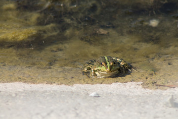 Lake frog in the water basking in the sun.