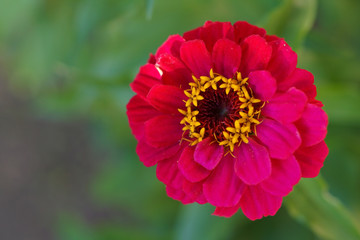A pink common zinnia flower with green background