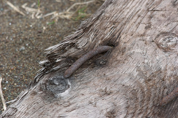 Rusting spike in weathered wood