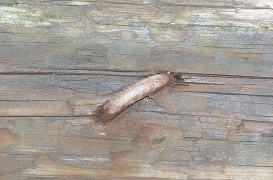 Rusting spike in weathered wood
