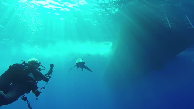 Oceanic White Tip Shark trying to bite the fins of a female scuba diver underwater